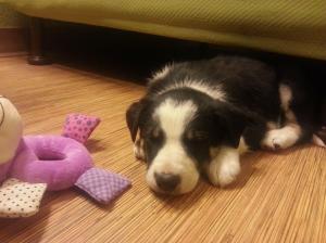 959046_10201277005465923_819266207_o