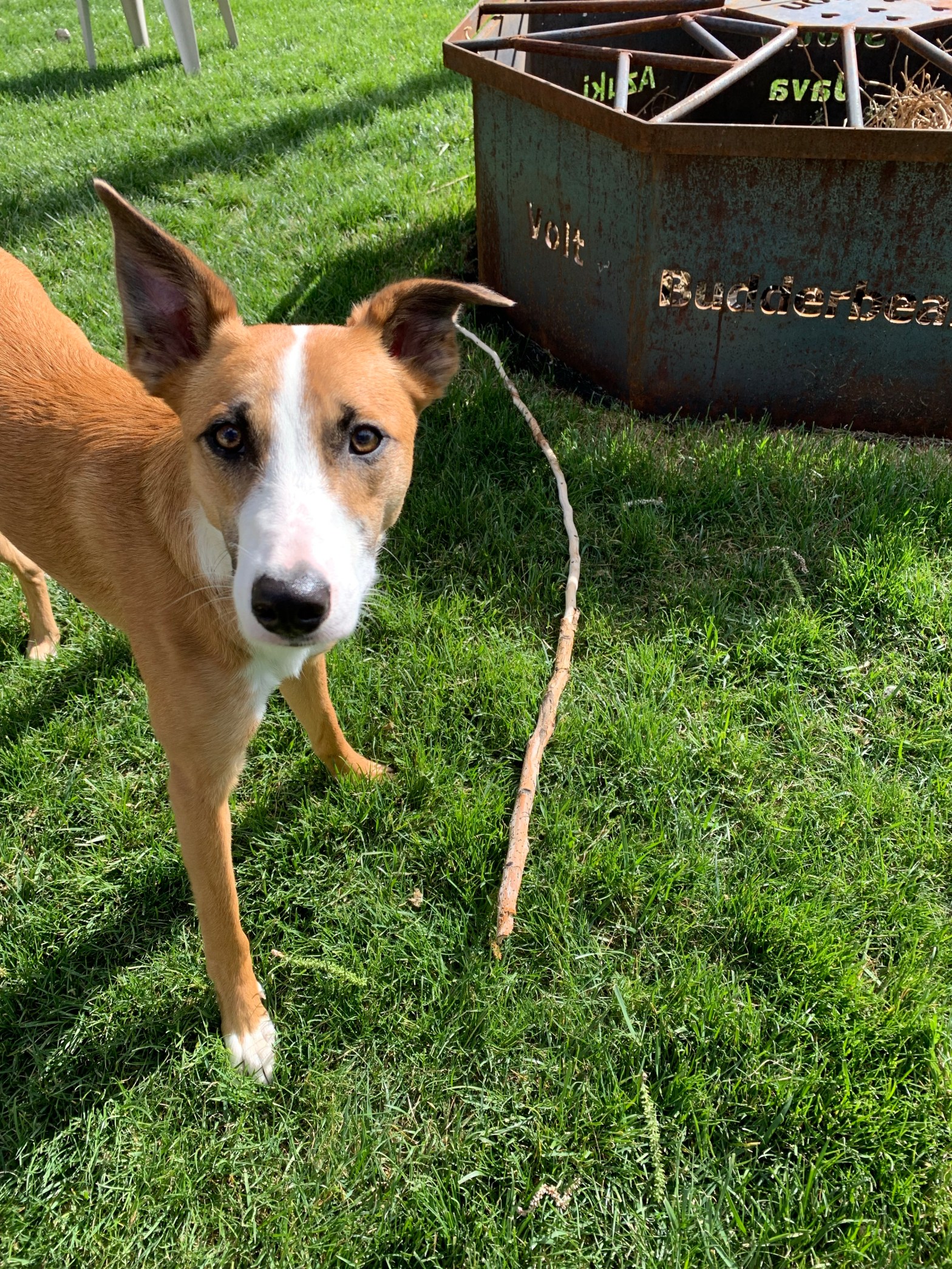 Wall-E border whippet